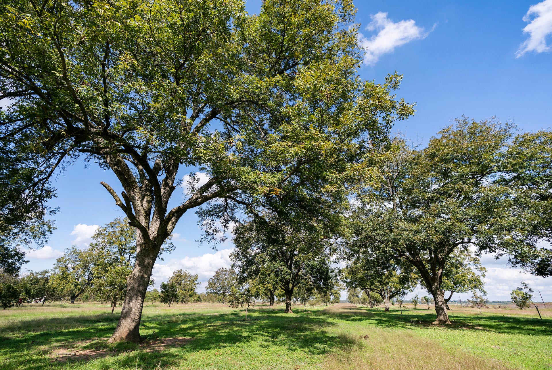 Trees with green leaves in front of blue sky.