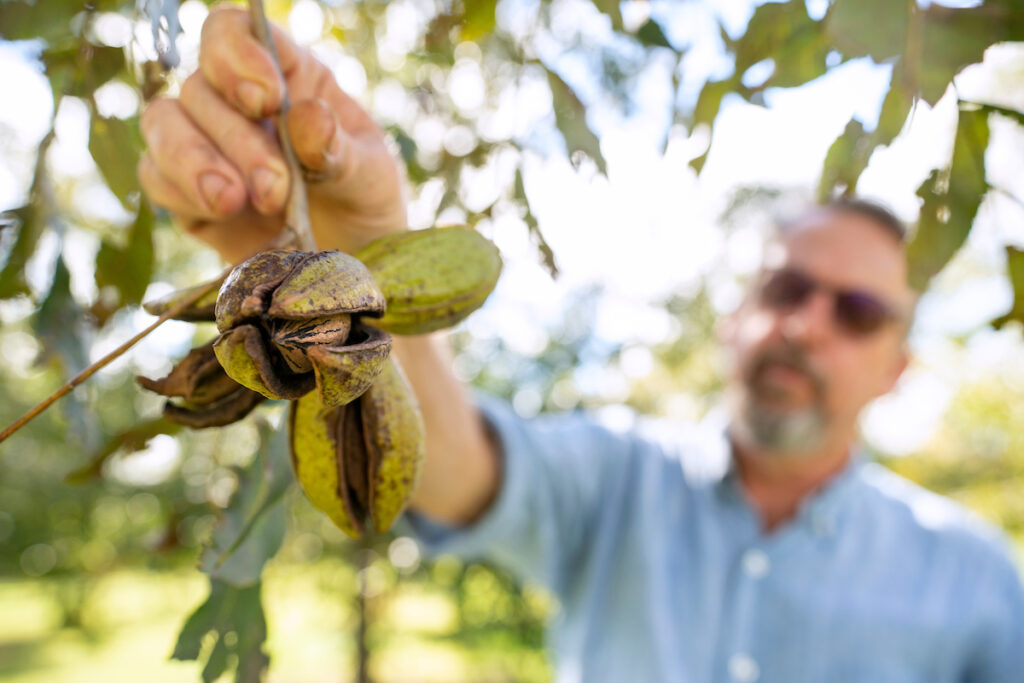 Person holding up pecans on branch on tree