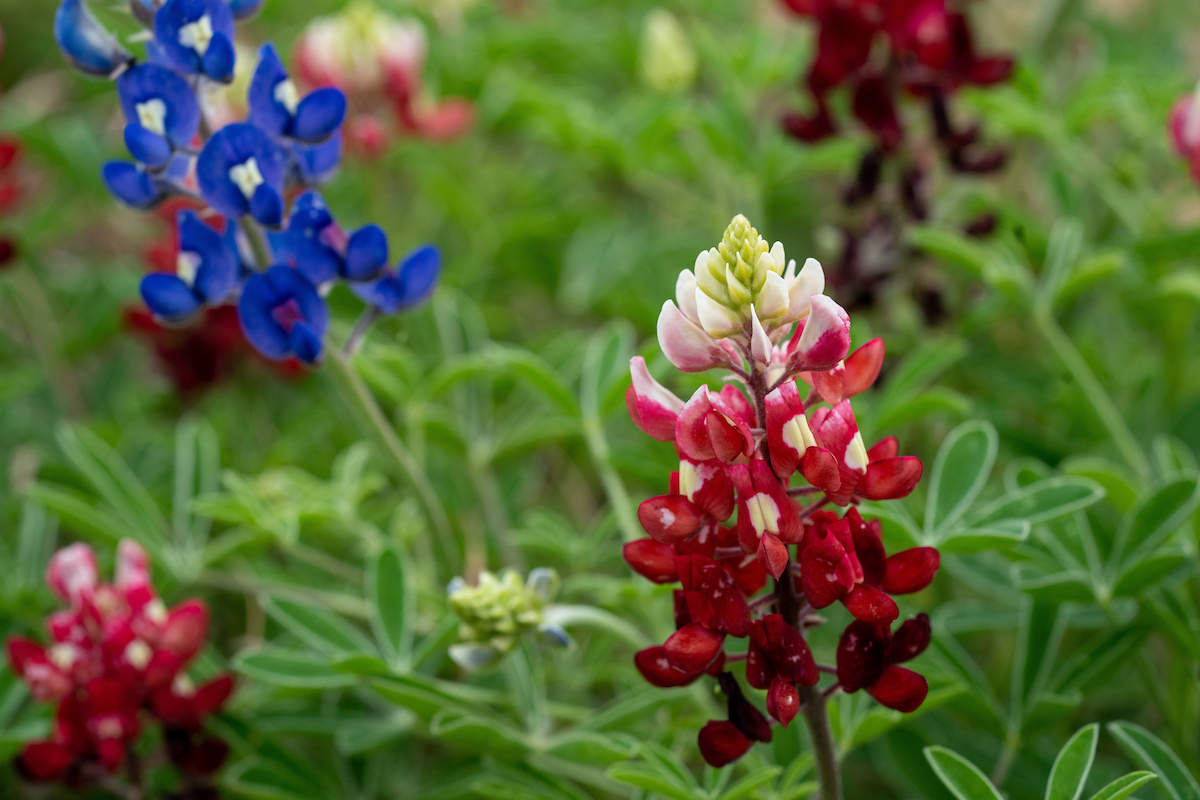 Close-up of maroon bluebonnets and blue bluebonnets.