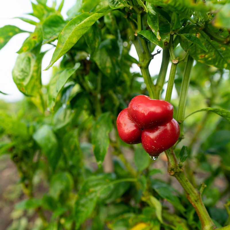 red pepper growing in a field