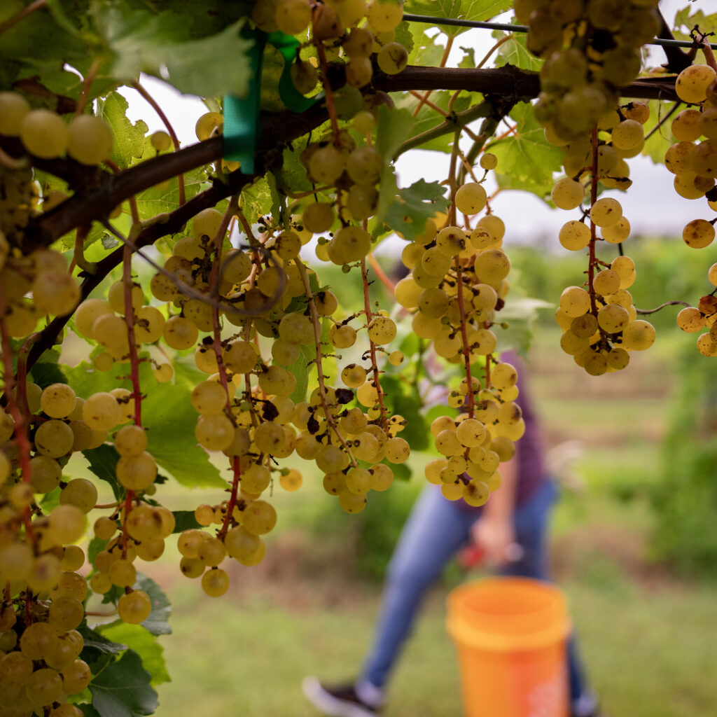 grapes hanging on vines in a field as someone walks by with a bucket in the background