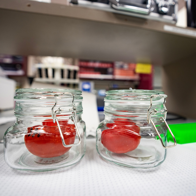 red tomatoes in glass jars in a lab