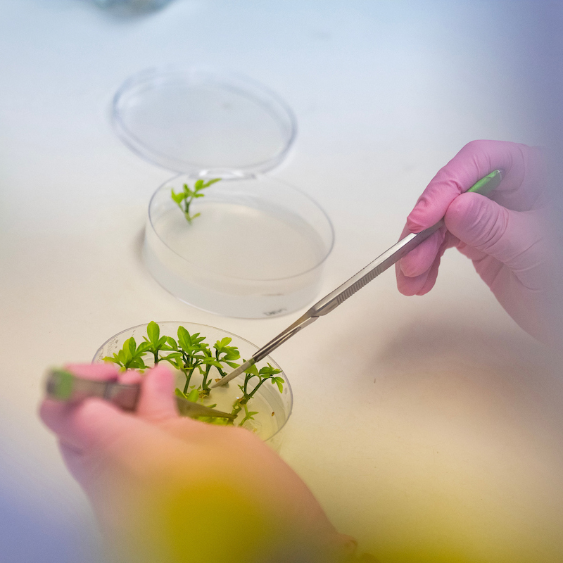 gloved holding tools hands inspect a petri dish with small pieces of plants in it