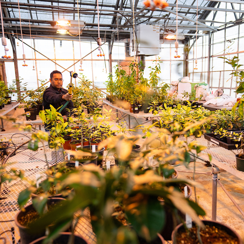man tending to plants in a greenhouse