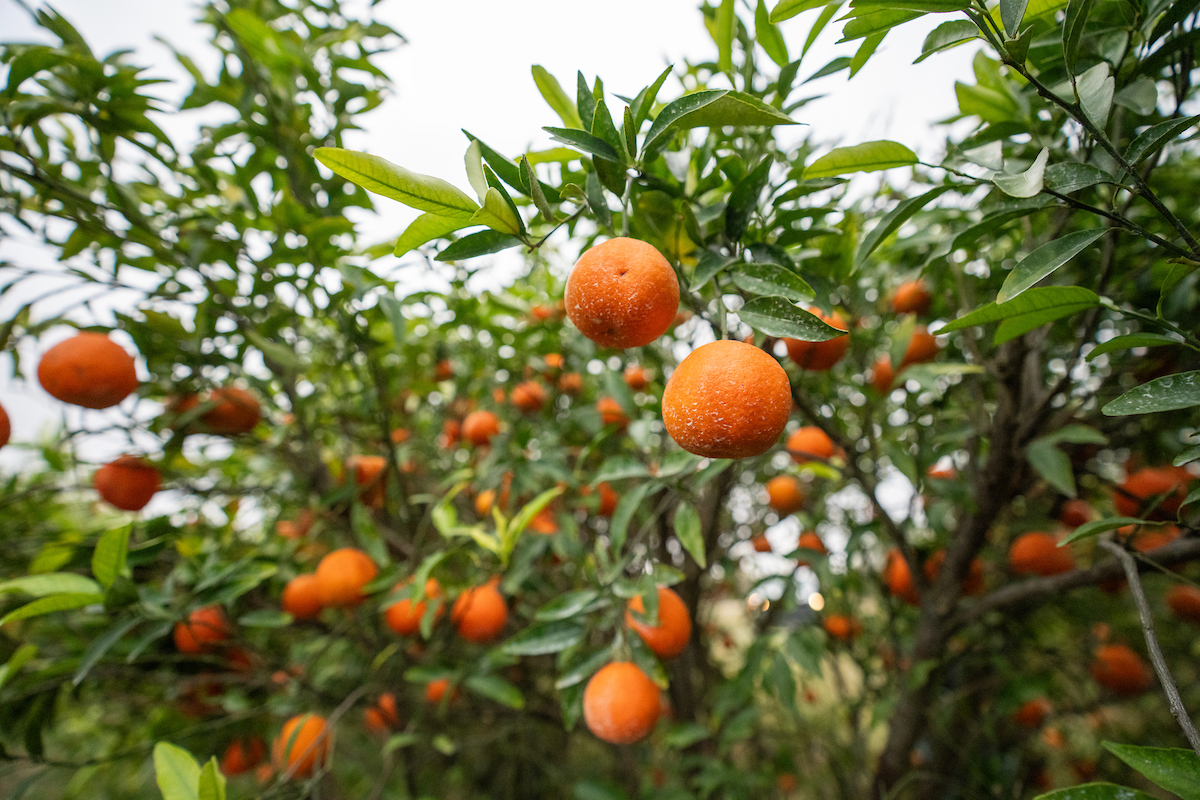 Oranges growing on trees in an orange grove
