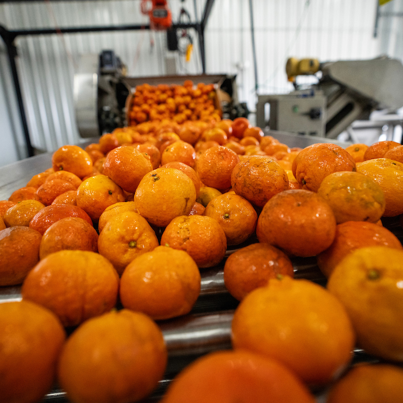 oranges on a conveyor belt