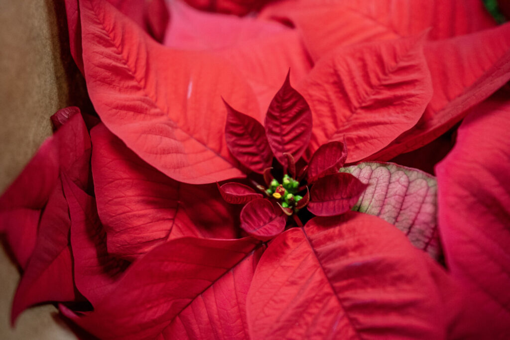 Closeup of a red poinsettia.
