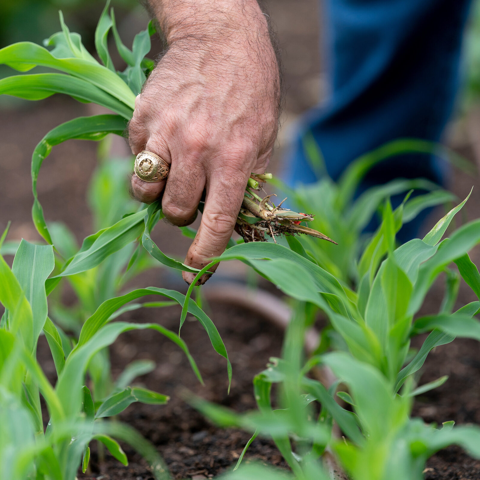 Plant being plucked out of the ground