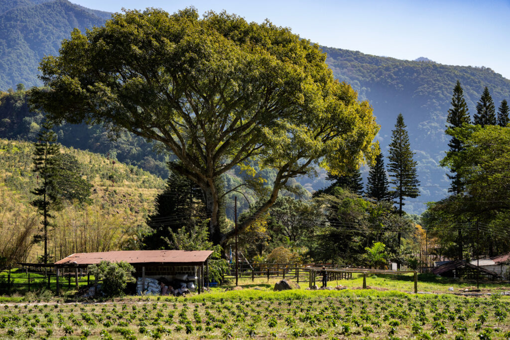 Rows of plants line the foreground with a small farming outpost and big tree in the background, behind the big tree is a surrounding mountain filled with trees