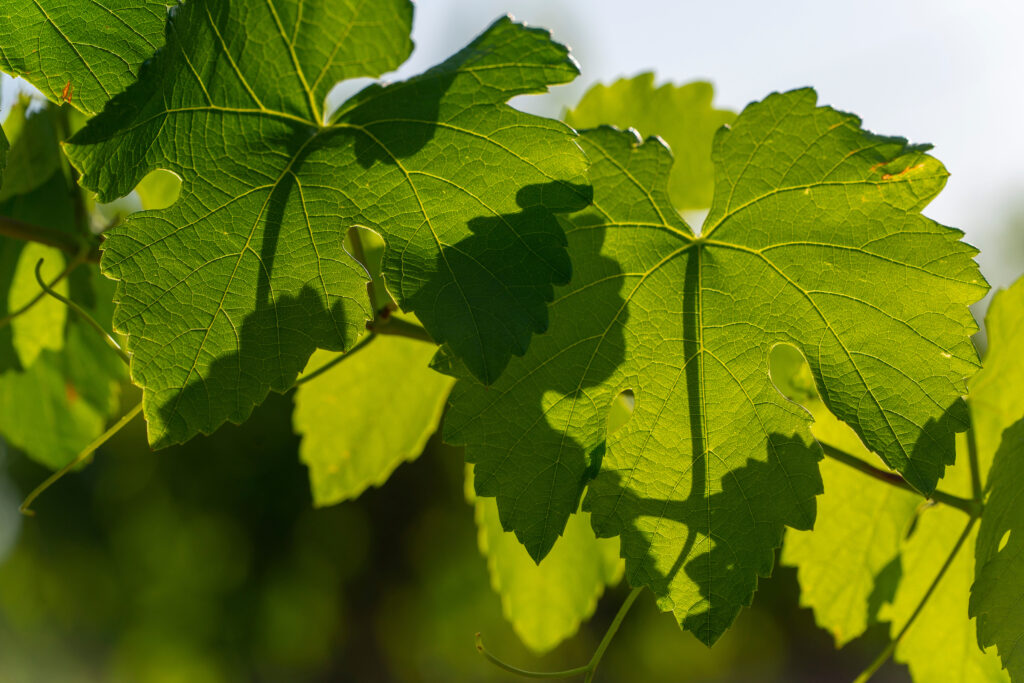 Close up of bright green leaves