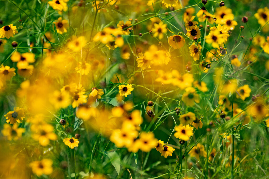 Patch of bright yellow flowers