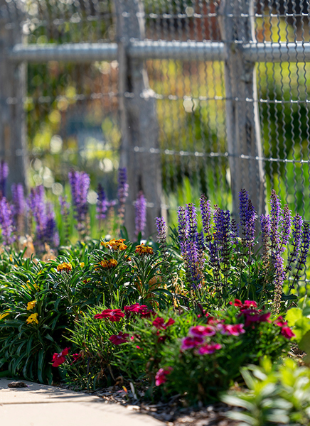 Beautiful floral plants lined along a sidewalk with a wired fence in the background