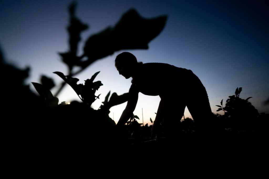 Silhouette of a man inspecting a plant