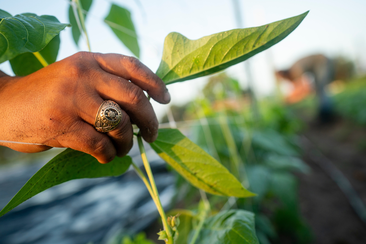 A hand with an Aggie ring touching a small plant in a garden row
