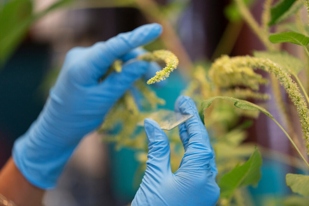gloved hands holding plant over microscope slide in Plant Bioactives and Bioprocessing Research Lab