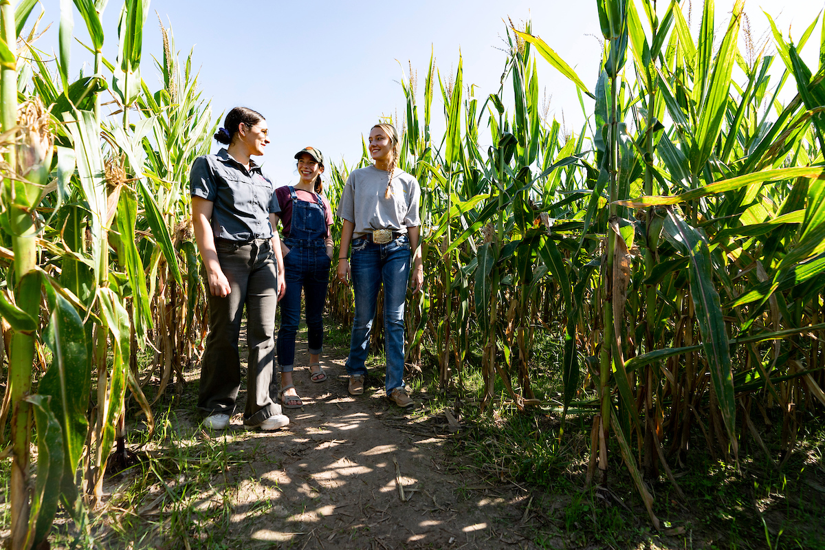 Students walking through a corn field path