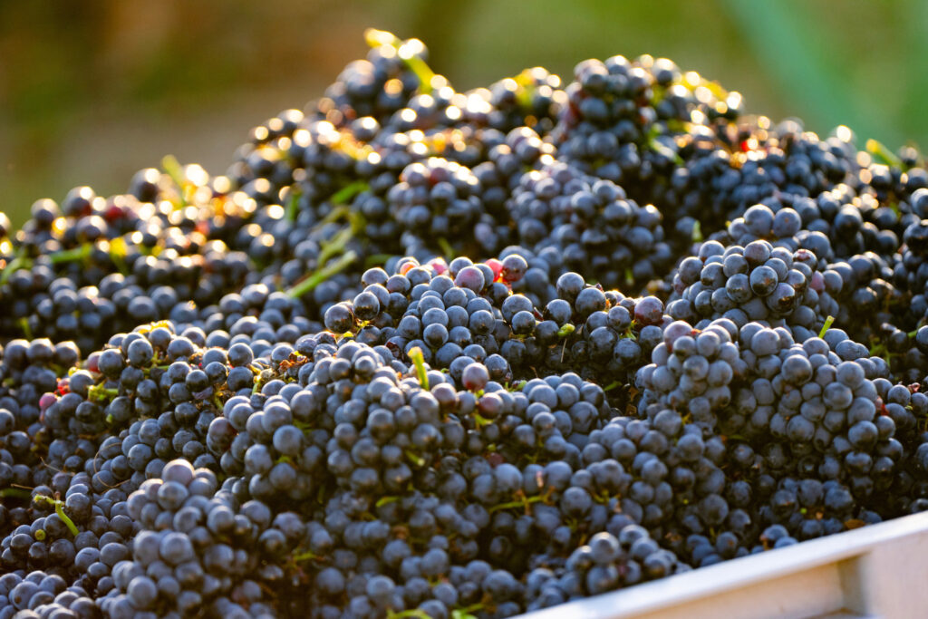 Bin filled with grapes