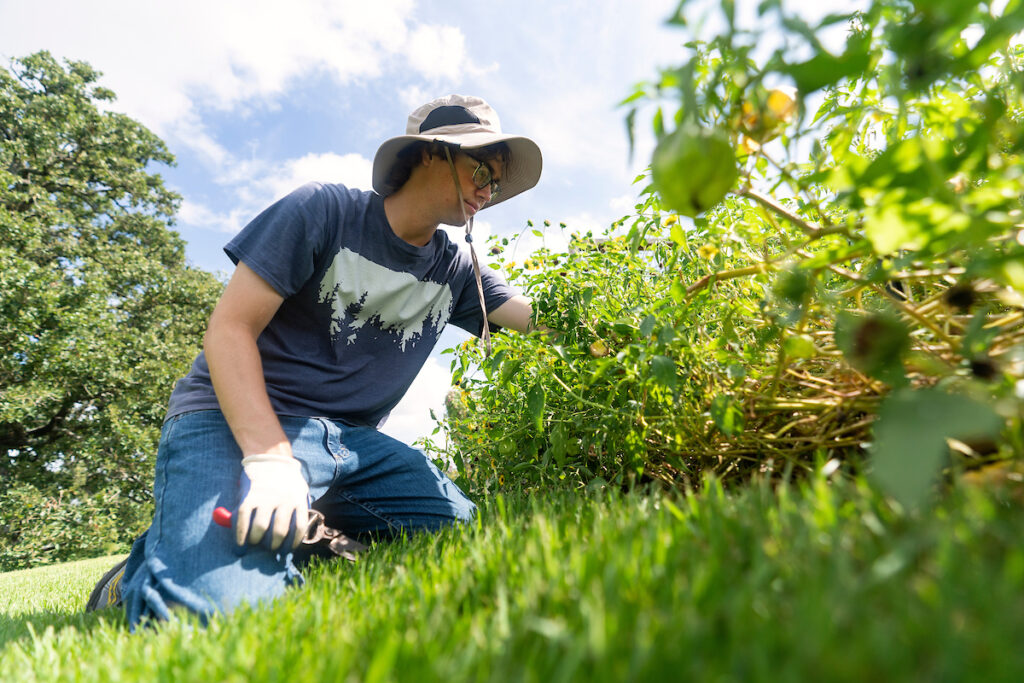 Student on their knees inspecting plants