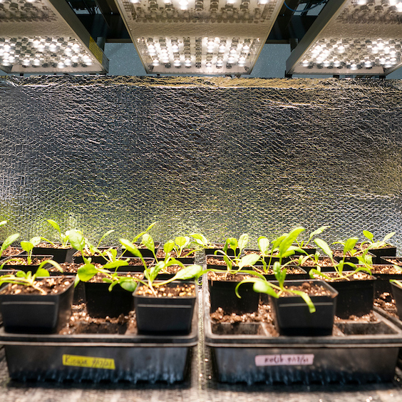 Seedlings in small containers growing in a greenhouse box