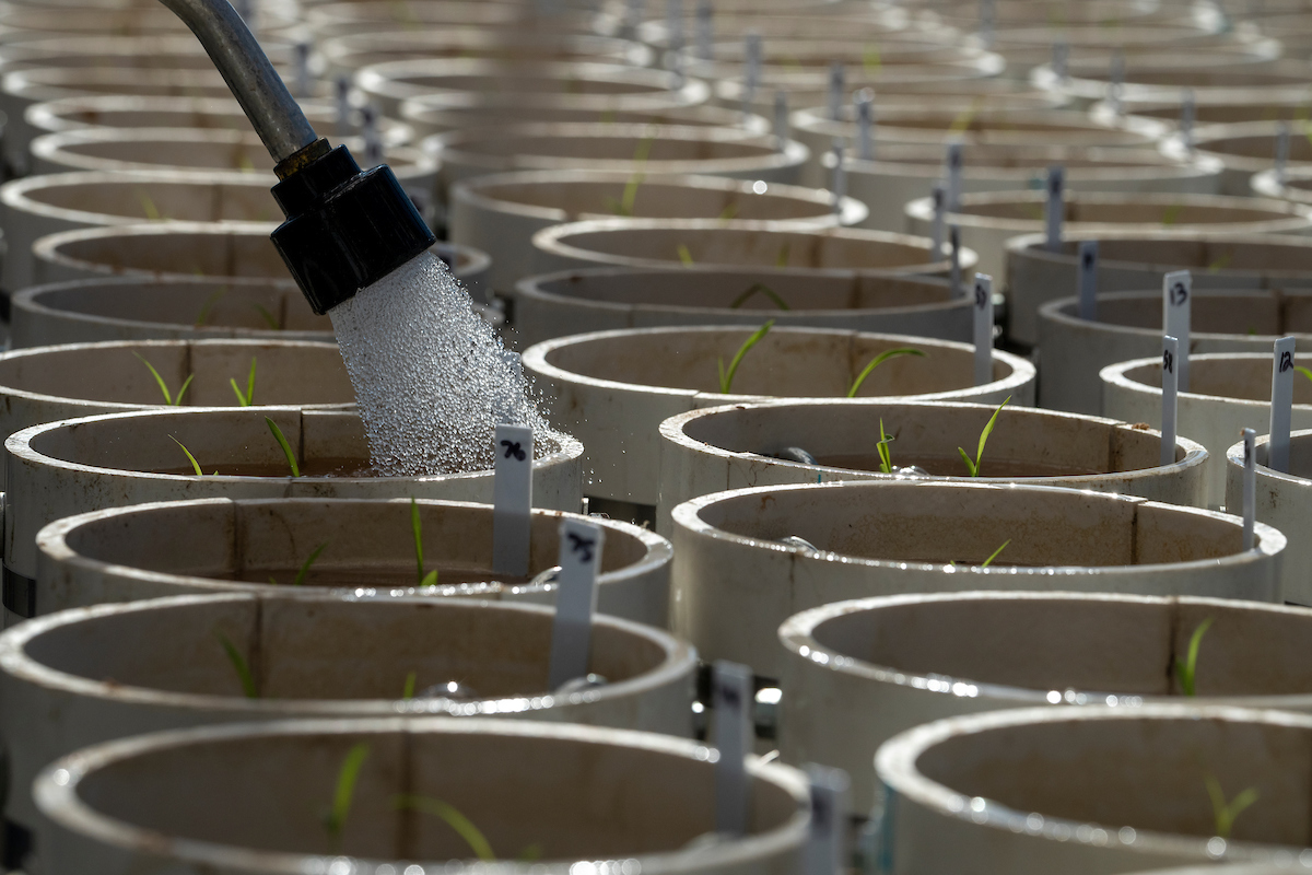 Single hose watering a rows of potted plants