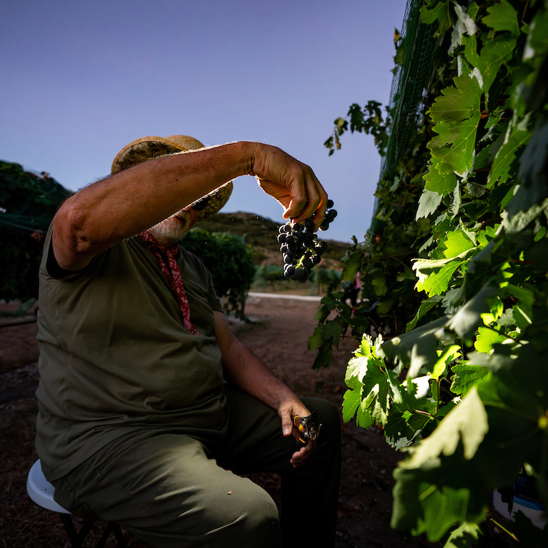 man sitting on a bucket and picking grapes in a field