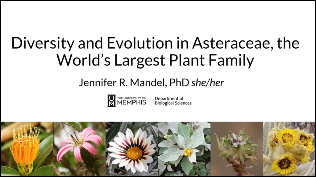 Diversity and Evolution in Asteraceae, the World's Largest Plant Family